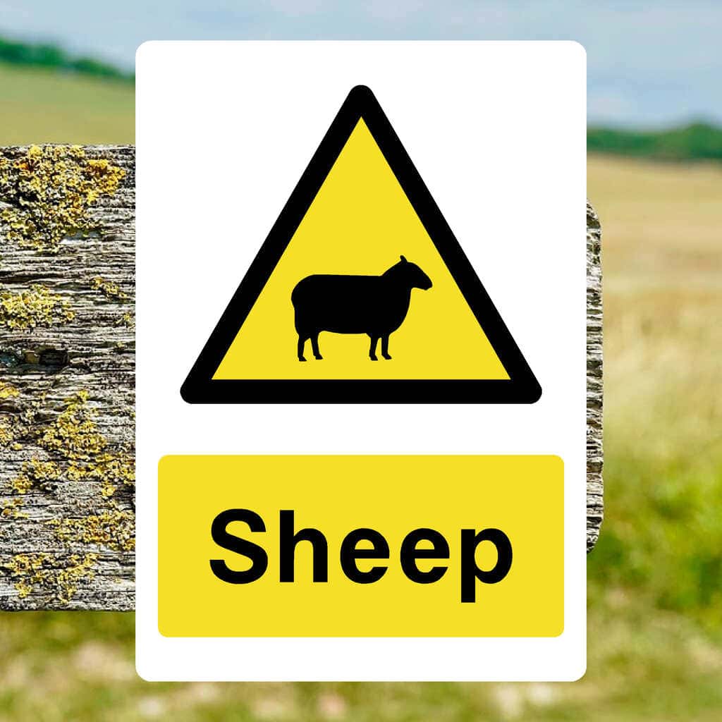 Sheep Warning Sign - The Sign Shed